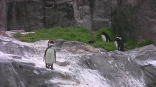 葛西臨海水族園のペンギン