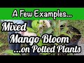 Mixed Mango Bloom on Potted Plants | A Few Examples