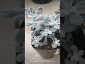 やっぱりカランコエが好き p_plants succulentlove 多肉植物 植物のある暮らし 多肉植物コレクション 植物好き タニラー カランコエ