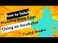 How to Hatch Muscovy Duck Eggs! Using an Incubator!