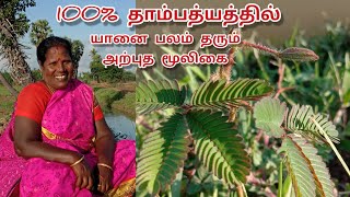 100% ஆண்மையை பல மடங்கு அதிகரித்து யானை பலம் தரும் அரிய மூலிகை