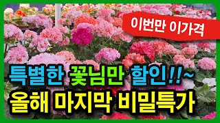 11월2일 유럽제라늄 소품 개별분양, 모주는 중대품 실물배송, 랜덤박스 한국K제라늄 4종,6종 #제라늄택배 010-2920-1173