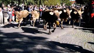 Almabtrieb Pfronten 2012.mp4