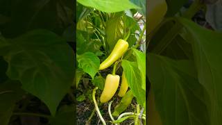 Banana Peppers 🌶️🍌