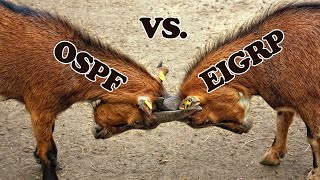 [3] OSPF Course: Areas, and EIGRP vs OSPF