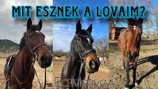 Mit esznek a lovaim? || Eq Motive