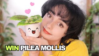 How to Grow Pilea Mollis \