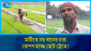 চীন-জাপান নয় এবার দেশেই ধানের চারা রোপণ হচ্ছে ছোট ট্রেতে |  China | Japan | Rice | Rtv News