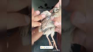 New Bahar ke Batair//new Quail 2023 Video