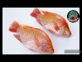 පිටරටින් ලංකාවට ආපු තිලාපියා tilapia brought to sri lanka from abroad kd aquarium srilanka 🇱🇰