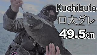 【長崎のクロ釣り】五島列島 椛島 2017年11月 (グレ、メジナ) Goto－Kabashima