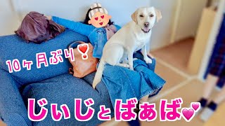 じぃじとばぁば❤️がキタ━(ﾟ∀ﾟ)━ ━ ‼️【大はしゃぎ🐶】Labrador Mimi is happy to see grandpa and grandma #198