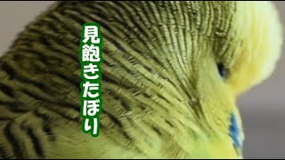 ジャンボセキセイインコのぼりおん　幸せウォッチャー