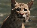 wild america s9 e1 bobcat full episode fangs