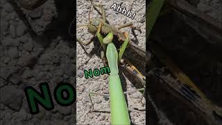 ￼ Praying mantis EATS grasshopper! #funny #shorts