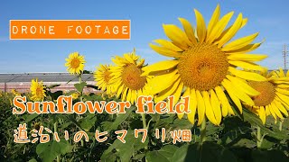 渥美半島で道沿いのヒマワリ畑を DJI MAVIC MINI DRONE ドローン マビックミニで撮影しました。- Sunflower field drone video -