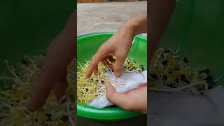 Black bean sprouts are very nutritious