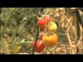 Gazans battle tomato moths