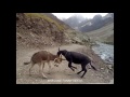 dangerous donkey fight ever in leh ladakh.