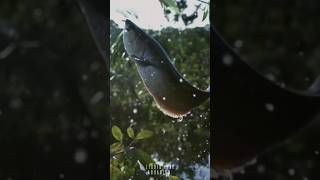 നമ്മുടെ വീട്ടിലുള്ള AROWANA FISH എന്തുകൊണ്ടാണ് ടാങ്കിൽ നിന്ന് JUMP ചെയ്യുന്നത് #arowana #malayalam