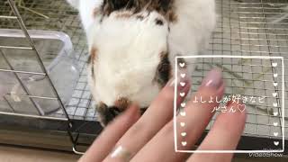 うさぎカフェ うさぎとふれあえる空間Ruru　ビルさんの様子♡