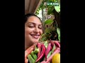 actress seetha s garden vegetable harvesting... red ladies finger shorts