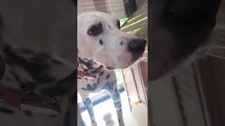 「出かけないで」と泣く犬　#dalmatian #ダルメシアン