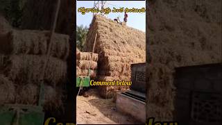 అమ్ము ఇంత పెద్ద గడ్డి మామ!Guess height #farming #ricecrop #dairyfarm #milkproduct #storage #village