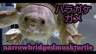 Englishsubscribe癒しハラガケガメさん、のんびり遊泳。Narrow-bridged turtle leisurely swimming