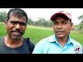 rice farming in asama বৰো ধানৰ খেতি কৰা কিছু নিয়ম প্ৰণালী