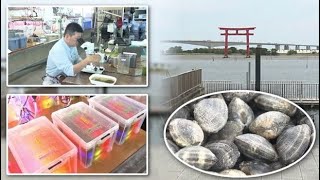 漁獲量が激減する浜名湖特産・アサリ　回復のカギは“光”にあり！？