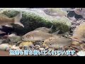 【tank hut】clear stream tank 2 i decided to put a large amount of river fish in a 2 meter tank