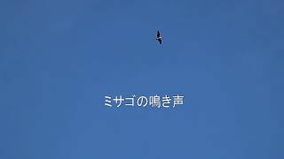 2025年1月19日・ミサゴ（鳴き声入り）とジョウビタキのオス.（eos.kiss-M2＋タムロン18-400mm）