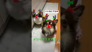 「メリークリスマス🎄.*」トナカイさん達🦌💗#メリークリスマス #トナカイ #ココちゃん#ピッタリ #チワワ多頭飼い #チワワ #かわいい犬