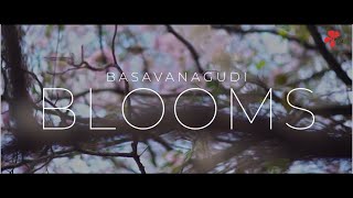 Basavanagudi Blooms - The Cherry Blossoms of Bangalore | MAYA Films