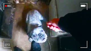 Cops Discover Pet Owner's House of Horrors