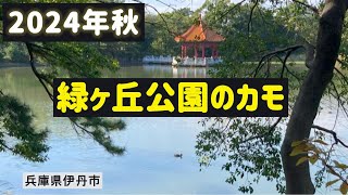 2024年秋 カモウォッチング（伊丹市緑ヶ丘公園）