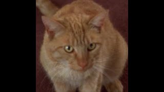 Data's Cat Spot
