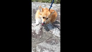 石段を登り切って満足なコーギー / A happy corgi climbing up the stone steps #shorts