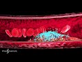 targeted delivery of vascular therapeutics