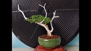 Membuat Bonsai Mini Tanuki Bahan Sancang