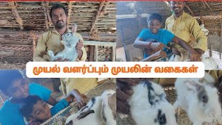 முயல் வளர்ப்பும் முயலின் வகைகள்/ முயல் உணவு/ முயல் வகைகள்/முயல் பெயர்கள்/ muyal valarpathu eppadi