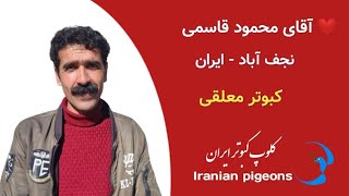 ❤️۱۵دی ۱۴۰۲ دعوتی کبوتر معلقی صدا کن آقای محمود قاسمی از نجف آباد iranian pigeons