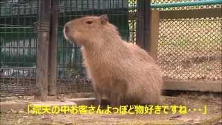 カピバラ　（カドリー・ドミニオン篇）台風接近中！