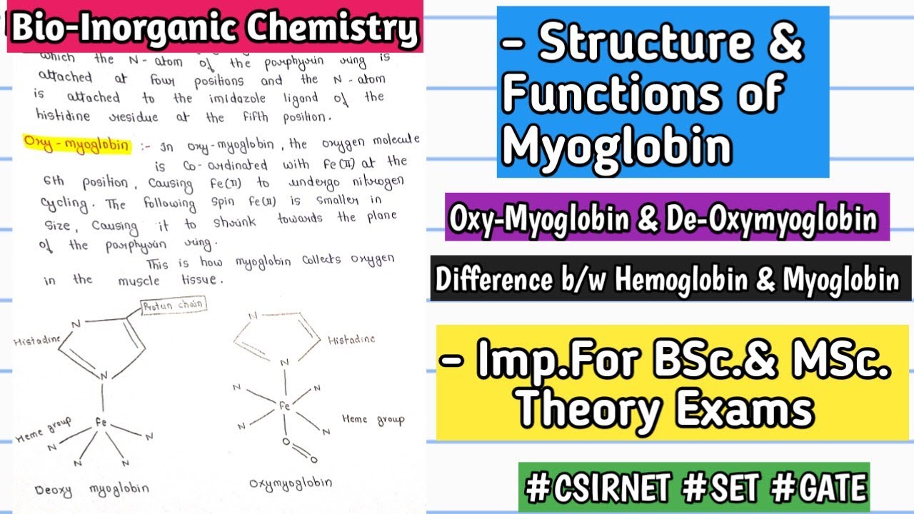 MYOGLOBIN - Structure & Functions |Difference B/W Hemoglobin ...