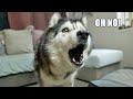 I Had To Give My Husky The Bad News!