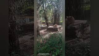 Bannerghatta National Park safari in Bangalore#lion#tiger#whitetiger#national#park#viral#short#