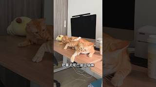 薯球每天都用可愛征服全家人，不得不說真的可愛 #cat #貓咪 #橘貓