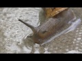 garden snail helix aspersa