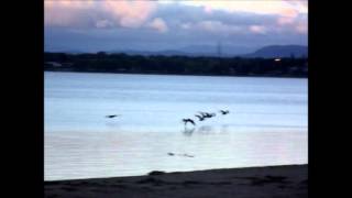 Envolé d'outardes au Lac Champlain